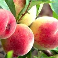 Саджанець Персик Фаворит Мореттіні